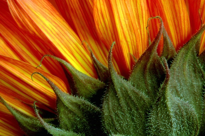 Sunflower Texture