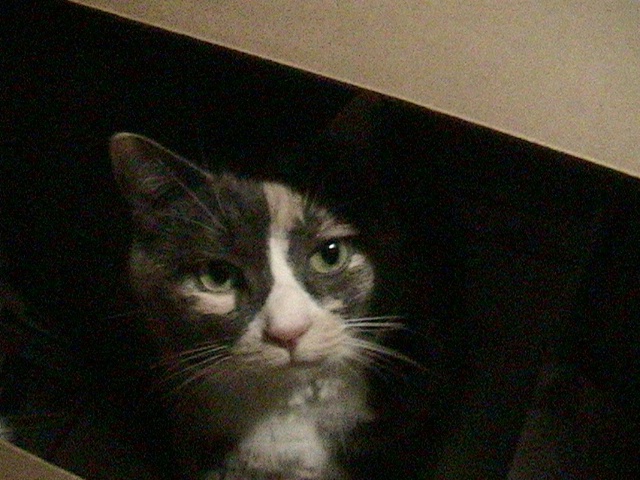 Cat-in-the-box