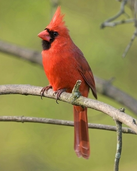 Cardinal - ID: 890516 © Robert Hambley