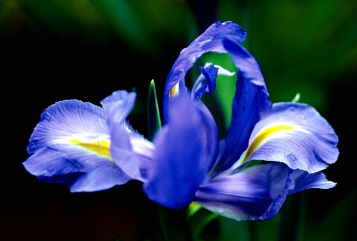 My Iris