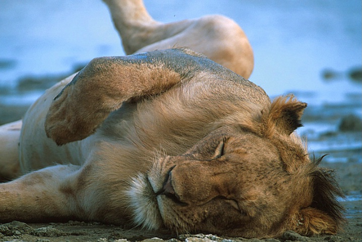Lion-Tanzania