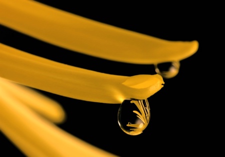 Spider Mum In A Drop