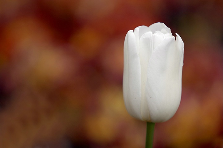 White Tulip with Red Background