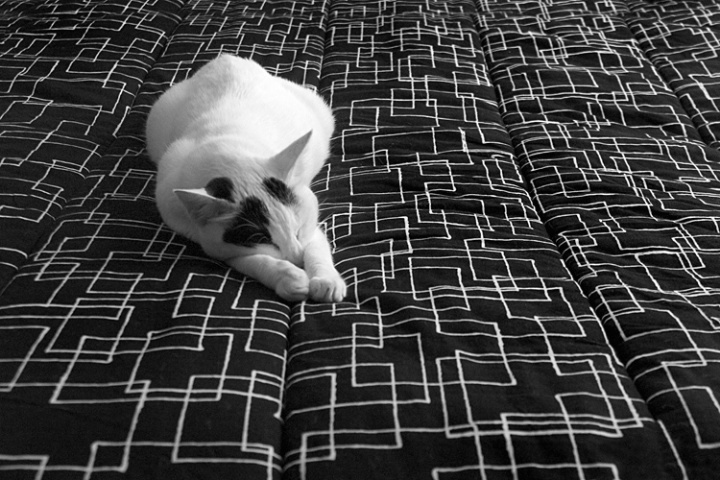 White and Black on Black and White - ID: 892551 © Mary-Ella Bowles