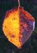 The Burning Leaf