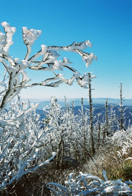 First Frost