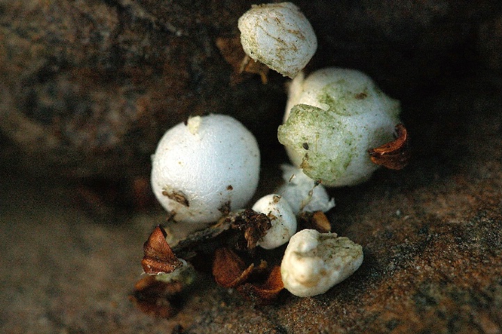 White Eggs