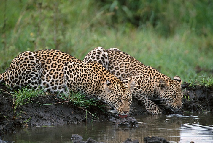 Leopards-South Africa
