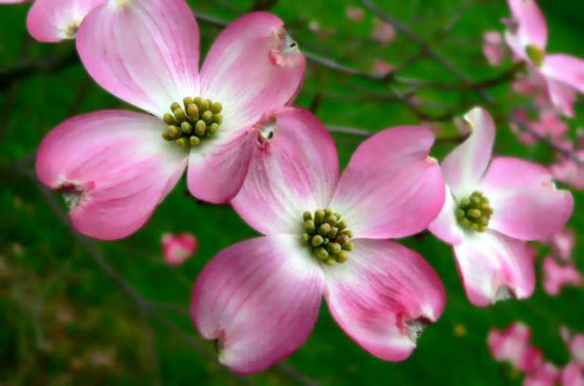 Dogwood Blooms