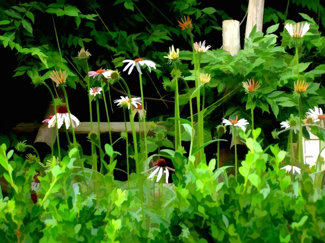 Overly simplified coneflowers