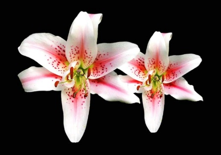 Twin Lilies