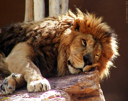 Roar-...Er...Snoring Lion