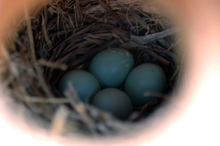 Eastern Bluebird Nest with Eggs