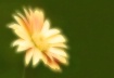 Daisy Dream