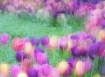 A Tulip Gathering