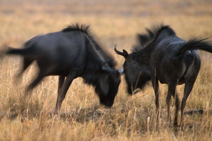 Wildebeest-Namibia