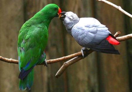 Love Parrots