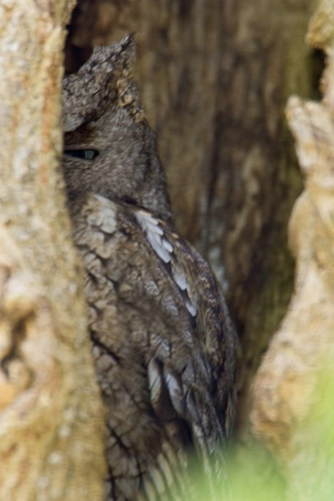 Screech Owl - ID: 896271 © James E. Nelson