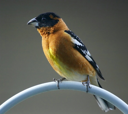 Black-Headed Grosbeak