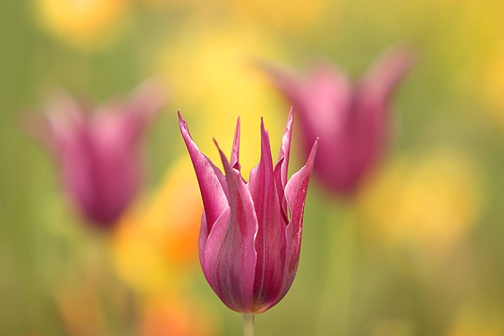 Spring Tulips