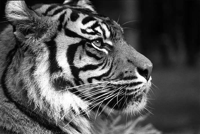 Sumatrian Tiger