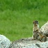 2Columbia Ground Squirrel Family - ID: 899380 © Larry J. Citra