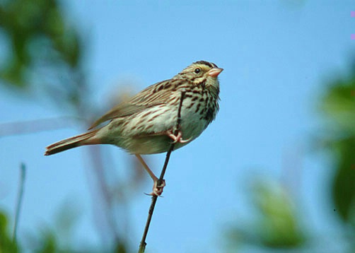 Savanna Sparrow - ID: 899382 © Larry J. Citra