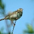 2Savanna Sparrow - ID: 899382 © Larry J. Citra