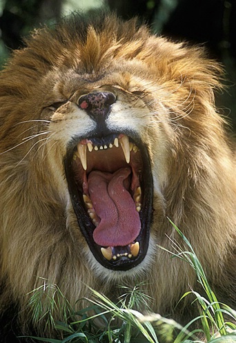Yawning African Lion-Panthera leo 