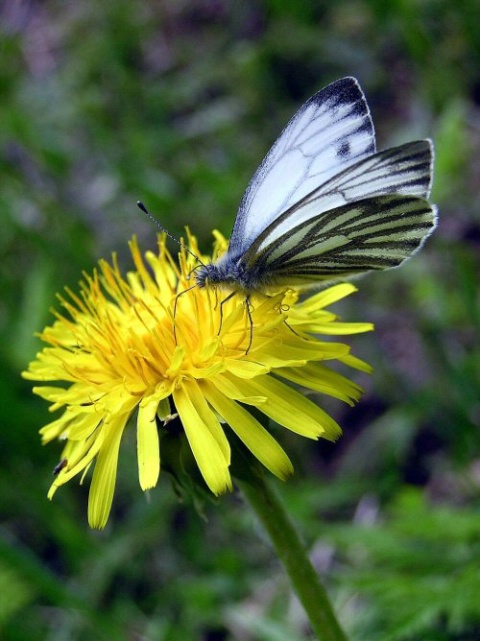 Pretty Butterfly 