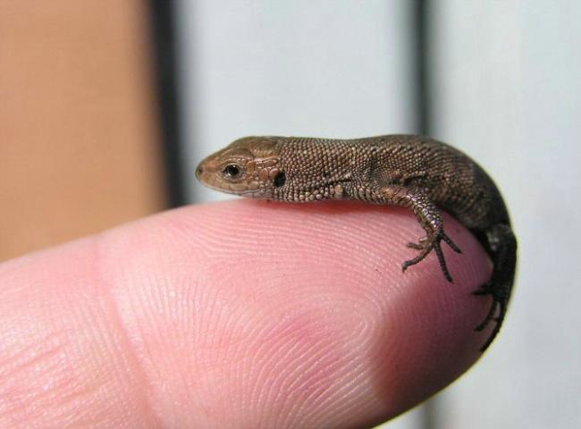 My New Friend-Baby Lizard