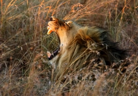 Lion at Sunset