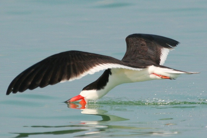 Black Skimmer