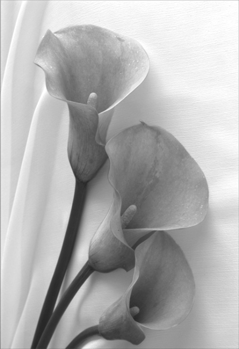 Lilies v2