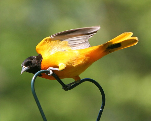 A Northern Oriole