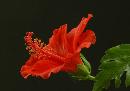 Red Hibiscus