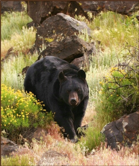 Black Bear 59 - ID: 901776 © DEBORAH thompson