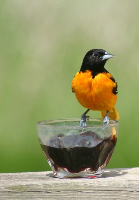 Oriole at the Jelly Jar