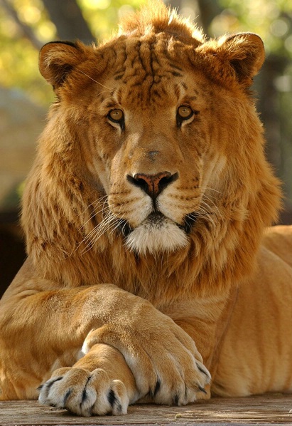 Liger Patrick-Panthera leo,tigris 