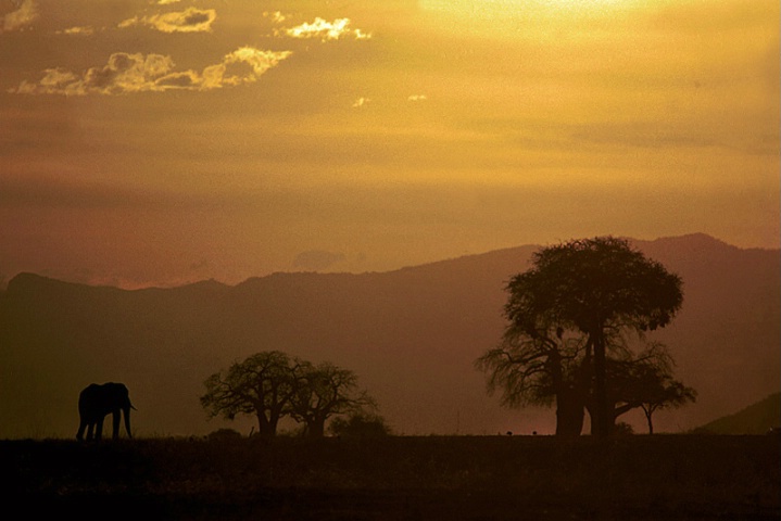 Tarangire-Tanzania