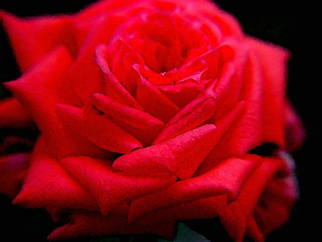 Redness of rose..........