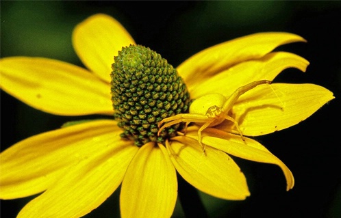Yellow Crab Spider on Cone Flower