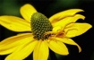 Yellow Crab Spide...
