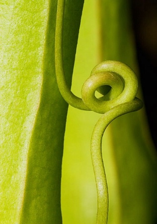 Curly Tendril