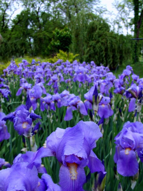 Beautiful Iris - ID: 904510 © Michèle J. Thomas