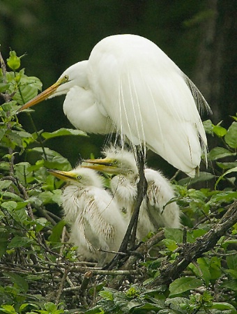 Egret and Young