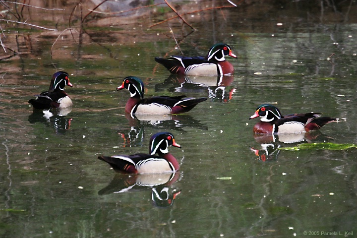 Wood Duck Bachelors Anonymous