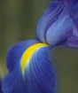 Soft Beauty