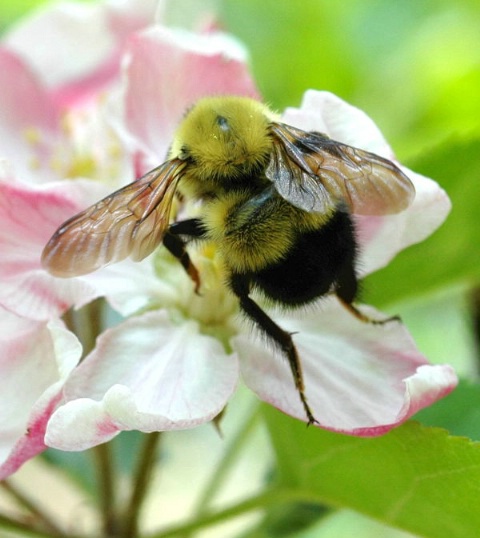 Bees and Apple Blossoms
