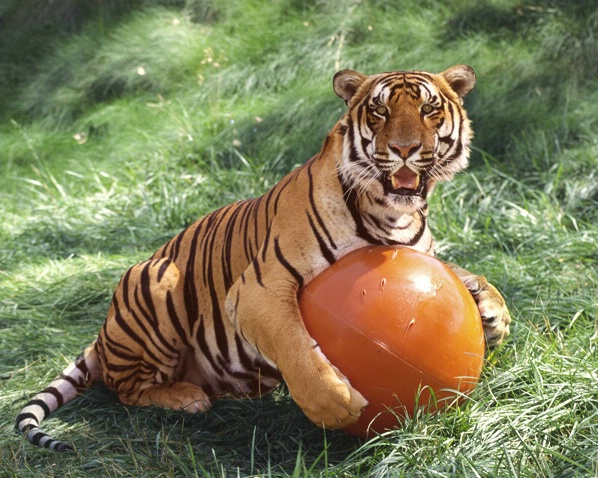 Bengal Tiger with Ball-Panthera tigris